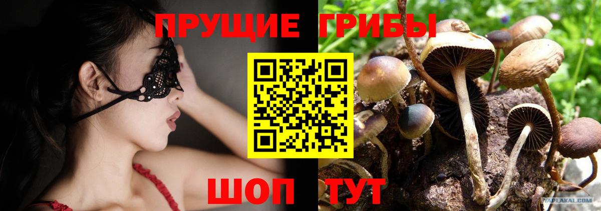Псилоцибиновые грибы Psilocybe Медногорск